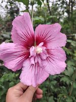 1 Гибискус сирийский Magenta Chiffon