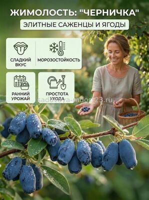 Жимолость съедобная Черничка