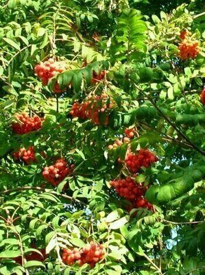 Рябина сладкоплодная Маравская (Sorbus aucuparia Moravskaja)(по предоплате)