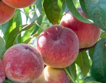 Товары для садоводства - Садовая радость, Новороссийск